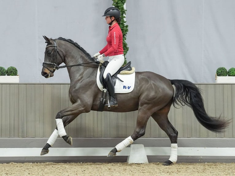 Oldenburg Gelding 3 years Bay-Dark in Münster-Handorf