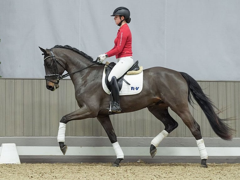 Oldenburg Gelding 3 years Bay-Dark in Münster-Handorf