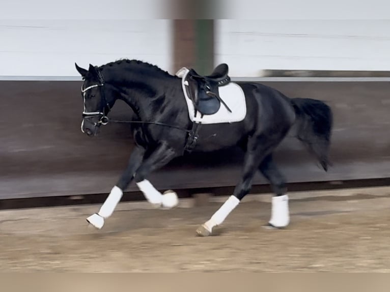 Oldenburg Gelding 3 years Black in Bramsche