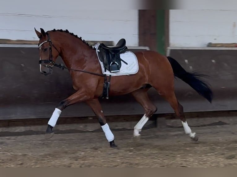 Oldenburg Gelding 3 years Brown in Bramsche