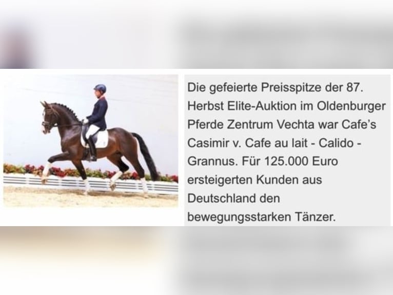 Oldenburg Gelding 3 years Brown in Bramsche