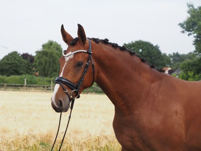 Oldenburg Gelding 3 years Brown in Bramsche