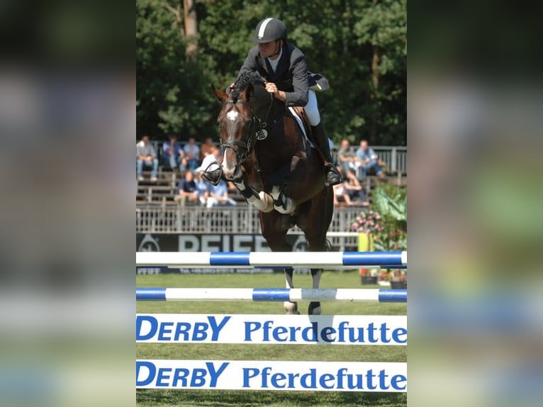 Oldenburg Gelding 3 years Brown in Bramsche