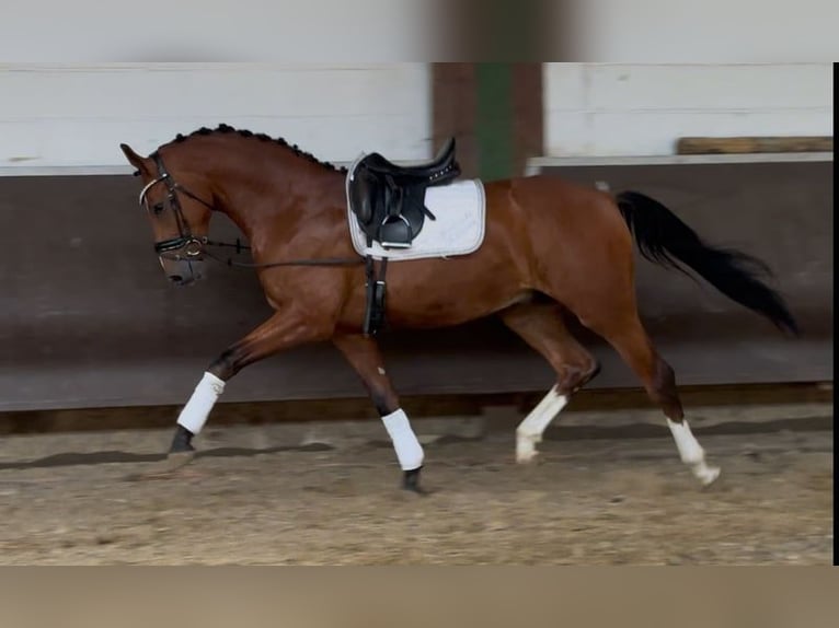 Oldenburg Gelding 3 years Brown in Bramsche