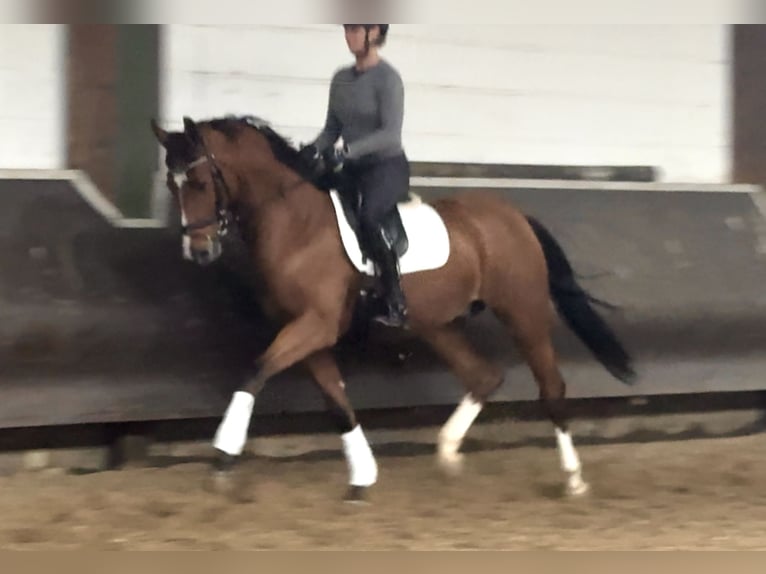 Oldenburg Gelding 3 years Brown in Bramsche