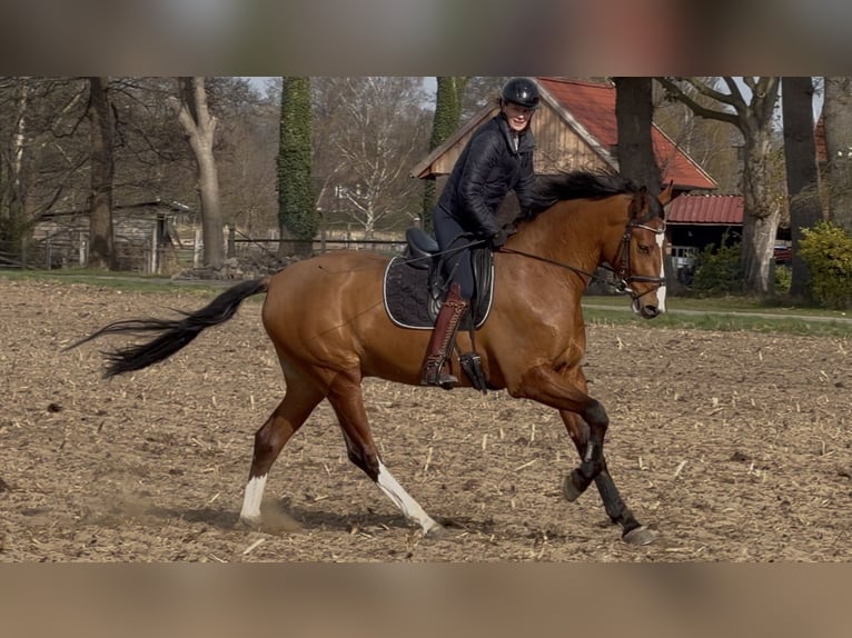 Oldenburg Gelding 3 years Brown in Bramsche
