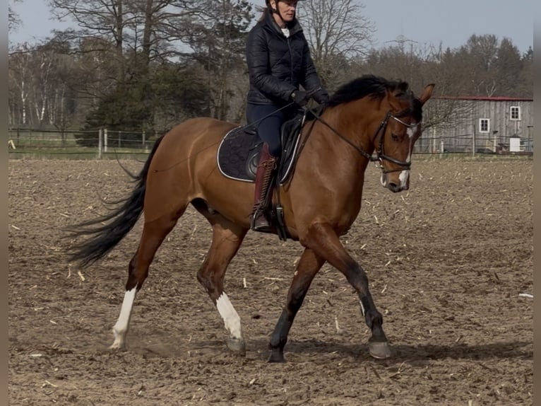 Oldenburg Gelding 3 years Brown in Bramsche
