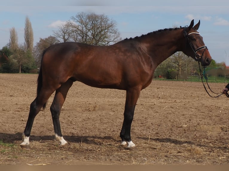 Oldenburg Gelding 3 years Brown in Bramsche