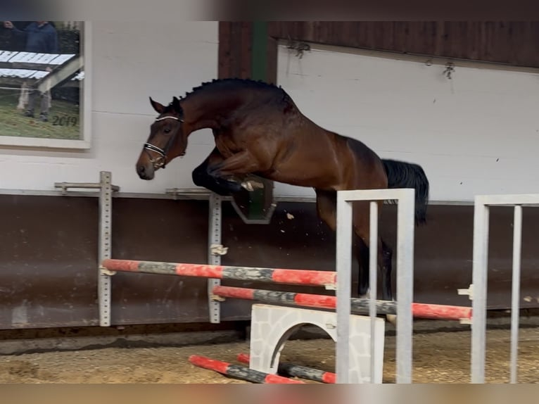 Oldenburg Gelding 3 years Brown in Bramsche