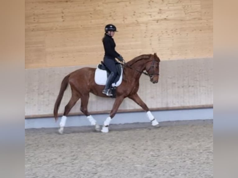 Oldenburg Gelding 3 years Chestnut-Red in Neupotz