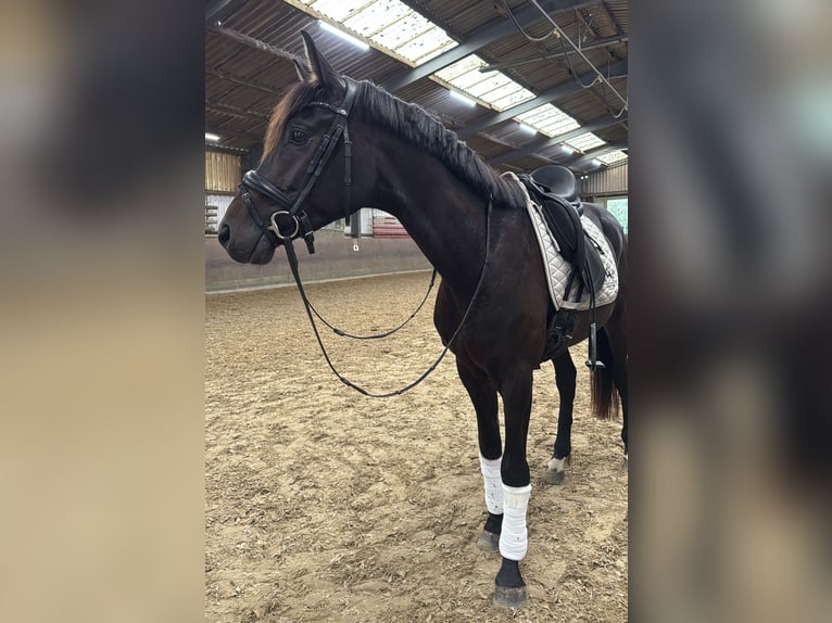 Oldenburg Gelding 4 years 15.2 hh Black in Hilden