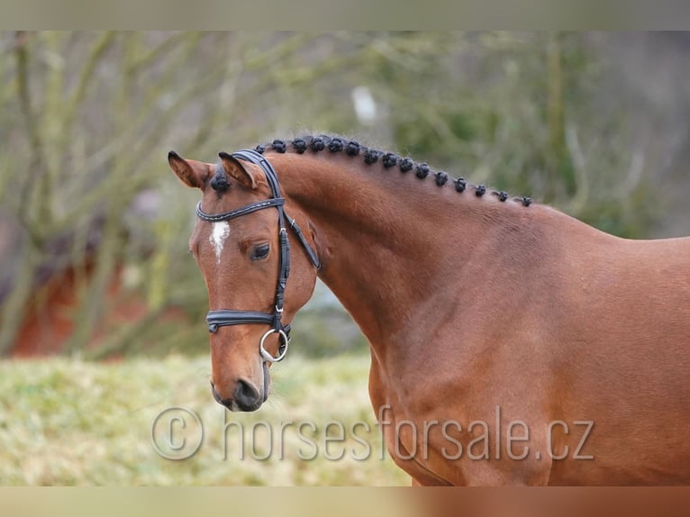 Oldenburg Gelding 4 years 15.2 hh Brown in Region Prag