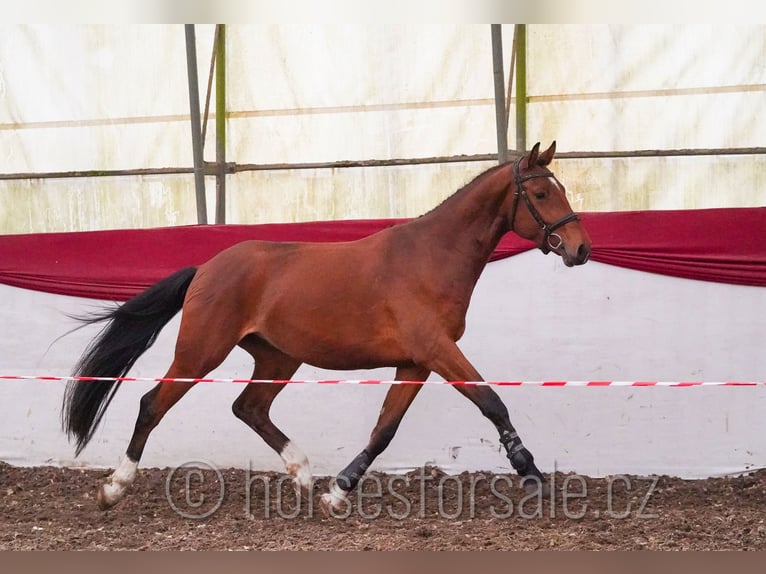 Oldenburg Gelding 4 years 15.2 hh Brown in Region Prag