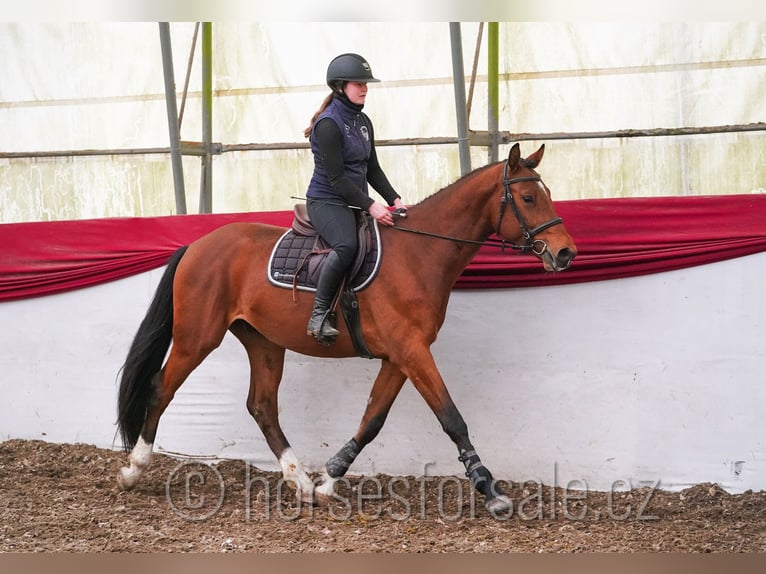 Oldenburg Gelding 4 years 15.2 hh Brown in Tyn nad Vltavou