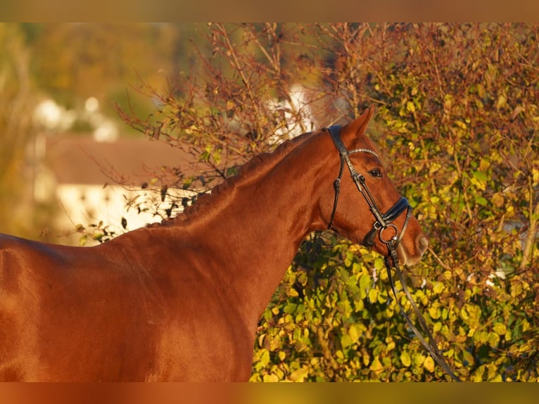 Oldenburg Gelding 4 years 15,2 hh Chestnut-Red in Krumbach