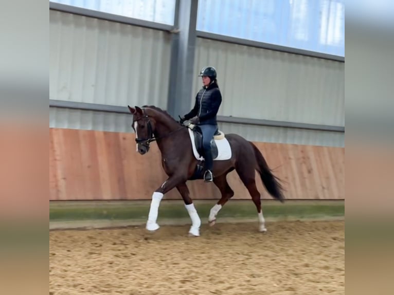 Oldenburg Gelding 4 years 15,3 hh Chestnut in Roßdorf