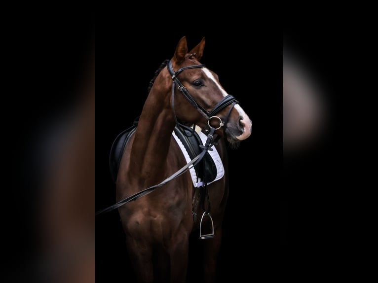 Oldenburg Gelding 4 years 15,3 hh Chestnut in Roßdorf