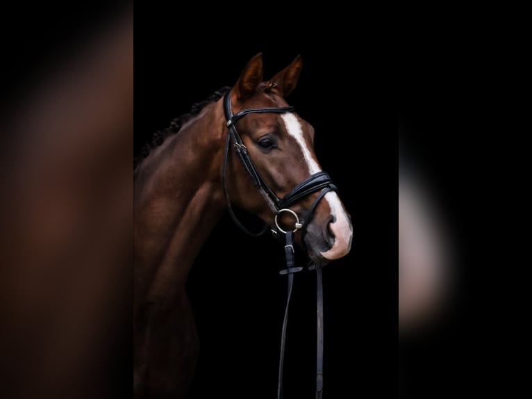 Oldenburg Gelding 4 years 15,3 hh Chestnut in Roßdorf