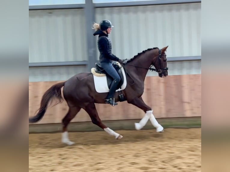 Oldenburg Gelding 4 years 15,3 hh Chestnut in Roßdorf