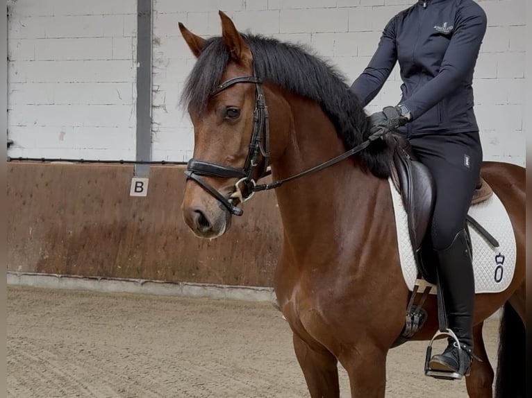 Oldenburg Gelding 4 years 15.3 hh Chestnut in Lohne (Oldenburg)