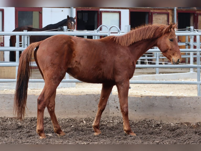 Oldenburg Gelding 4 years 15,3 hh Chestnut-Red in Balsthal