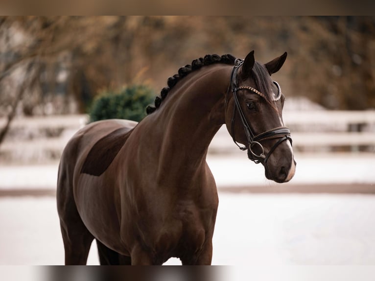 Oldenburg Gelding 4 years 15.3 hh Smoky-Black in Wehringen