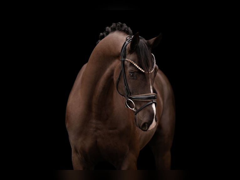 Oldenburg Gelding 4 years 15.3 hh Smoky-Black in Wehringen