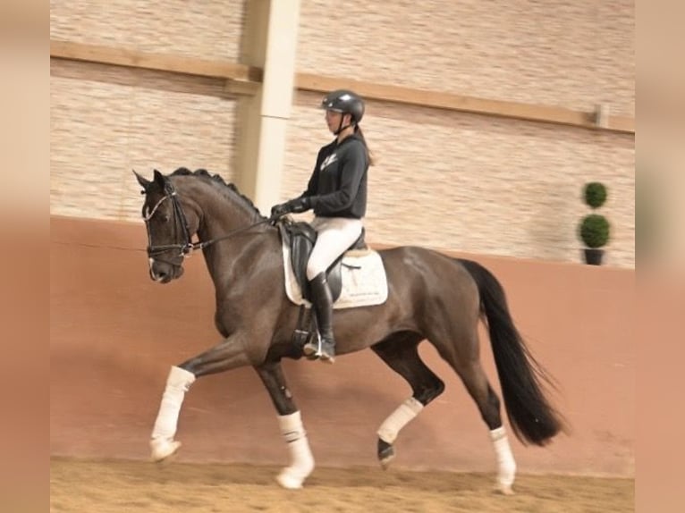 Oldenburg Gelding 4 years 15.3 hh Smoky-Black in Wehringen
