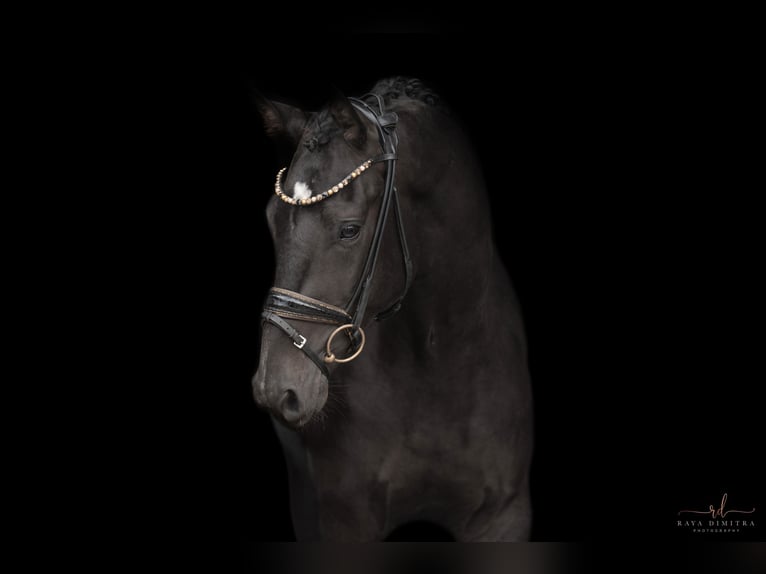 Oldenburg Gelding 4 years 15.3 hh Smoky-Black in Wehringen