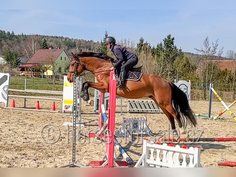 Oldenburg Gelding 4 years 15,2 hh Brown in Region Prag