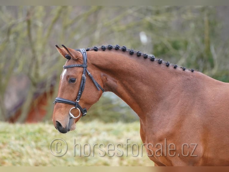 Oldenburg Gelding 4 years 15,2 hh Brown in Region Prag
