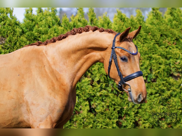 Oldenburg Gelding 4 years 15,2 hh Chestnut-Red in Thuine