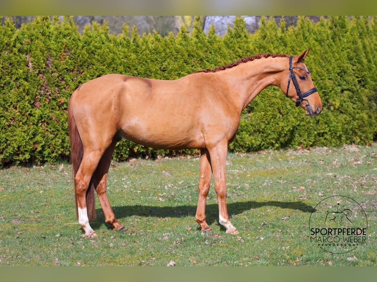 Oldenburg Gelding 4 years 15,2 hh Chestnut-Red in Thuine