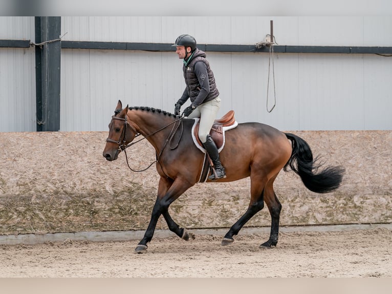 Oldenburg Gelding 4 years 15,2 hh in Zduchovice