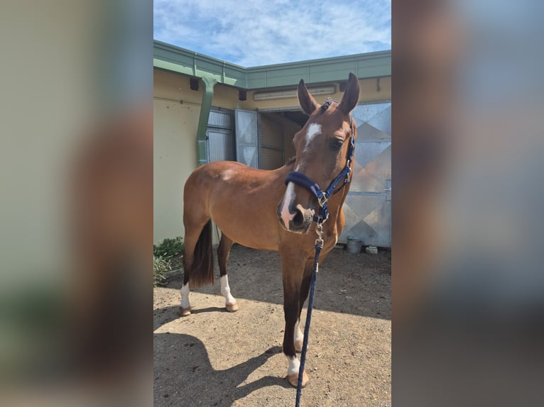 Oldenburg Gelding 4 years 15,3 hh Bay in Kupinec