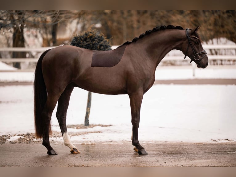 Oldenburg Gelding 4 years 15,3 hh Smoky-Black in Wehringen