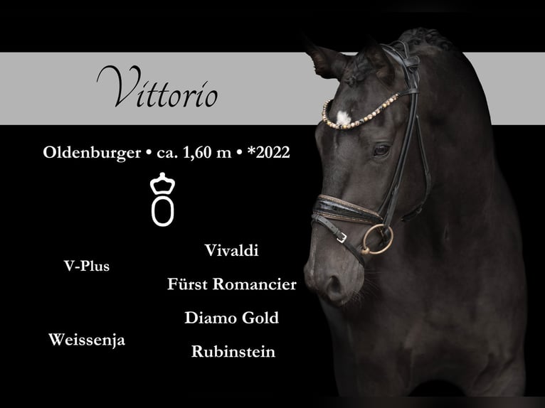 Oldenburg Gelding 4 years 15,3 hh Smoky-Black in Wehringen