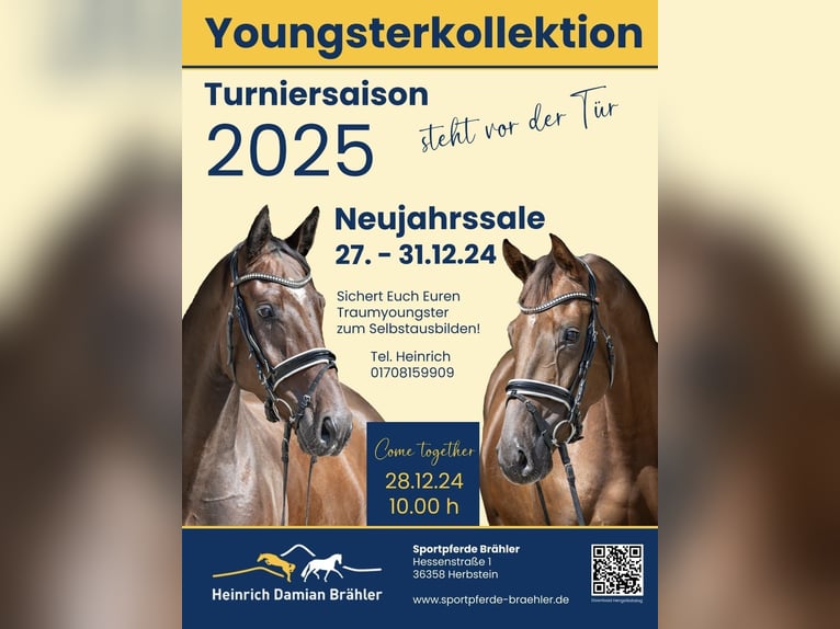 Oldenburg Gelding 4 years 16,1 hh Bay-Dark in Herbstein