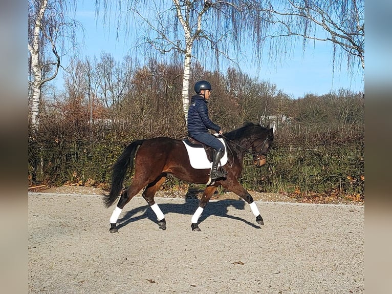 Oldenburg Gelding 4 years 16,1 hh Bay-Dark in Hilgermissen