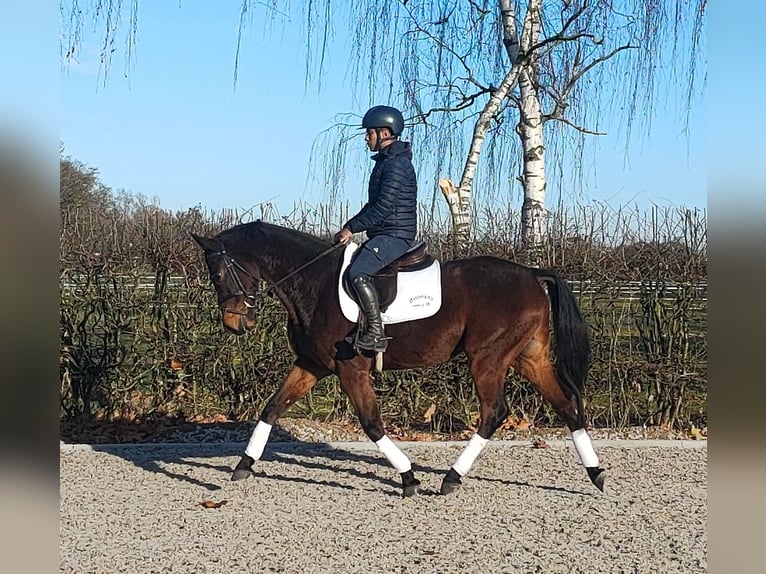 Oldenburg Gelding 4 years 16,1 hh Bay-Dark in Hilgermissen