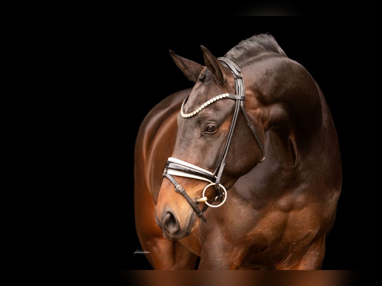 Oldenburg Gelding 4 years 16.1 hh Bay-Dark in Lehrberg