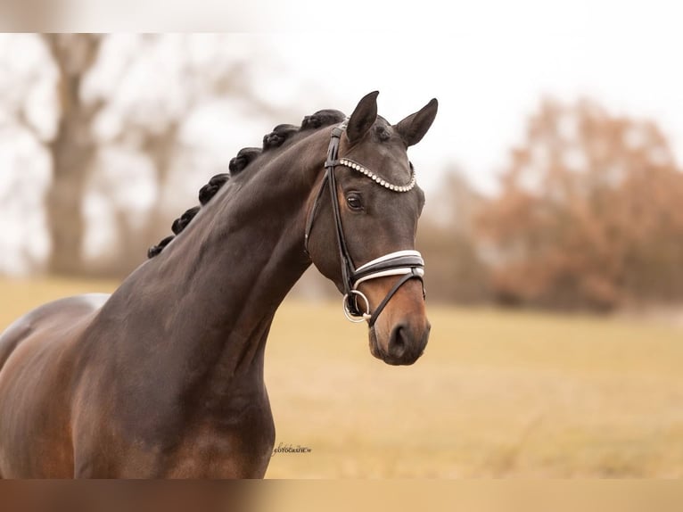 Oldenburg Gelding 4 years 16.1 hh Bay-Dark in Lehrberg