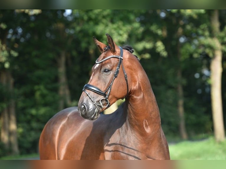 Oldenburg Gelding 4 years 16,1 hh Bay-Dark in Lohne (Oldenburg)