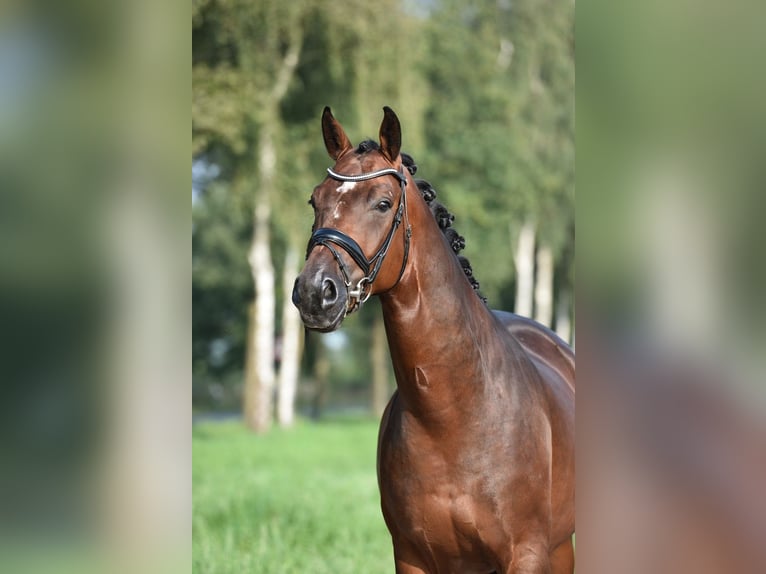 Oldenburg Gelding 4 years 16,1 hh Bay-Dark in Lohne (Oldenburg)