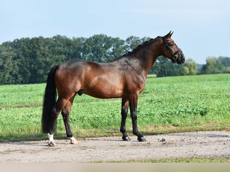 Oldenburg Gelding 4 years 16,1 hh Bay-Dark in Lohne (Oldenburg)