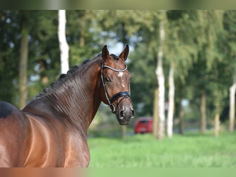 Oldenburg Gelding 4 years 16,1 hh Bay-Dark in Lohne (Oldenburg)