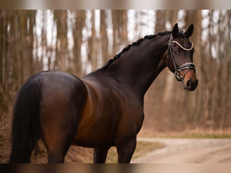 Oldenburg Gelding 4 years 16.1 hh Bay-Dark in Wehringen