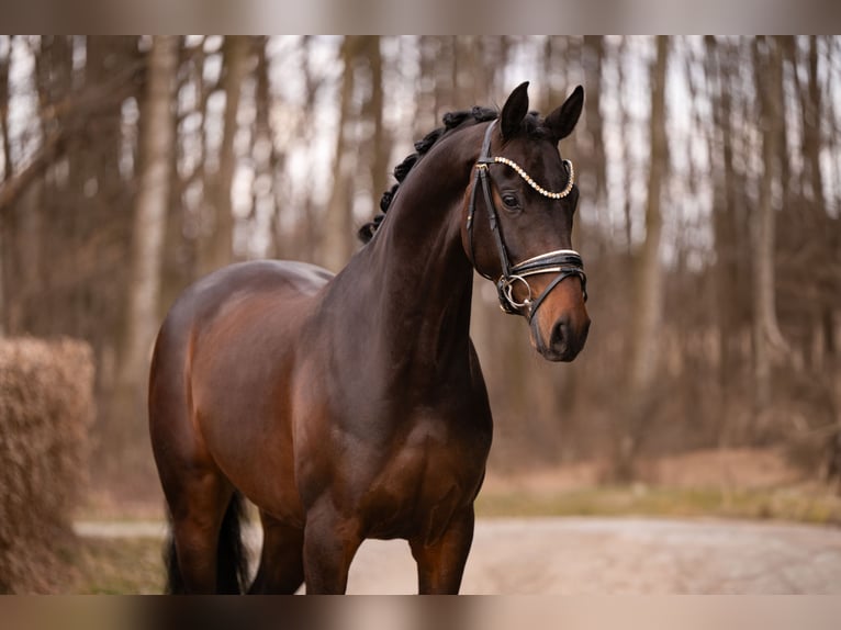 Oldenburg Gelding 4 years 16.1 hh Bay-Dark in Wehringen