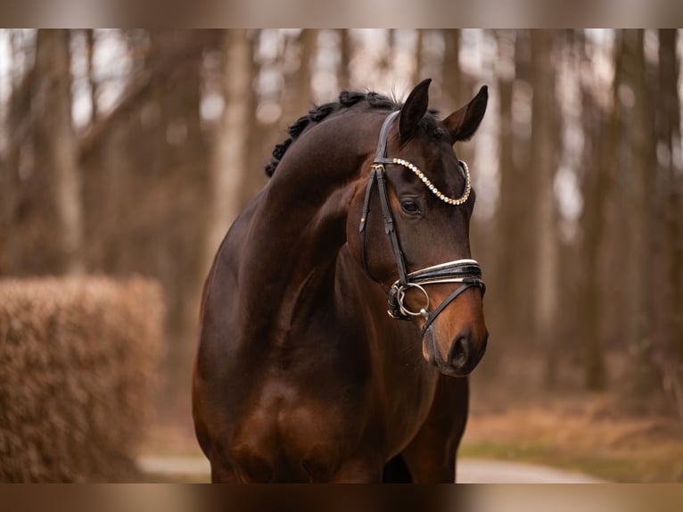 Oldenburg Gelding 4 years 16.1 hh Bay-Dark in Wehringen