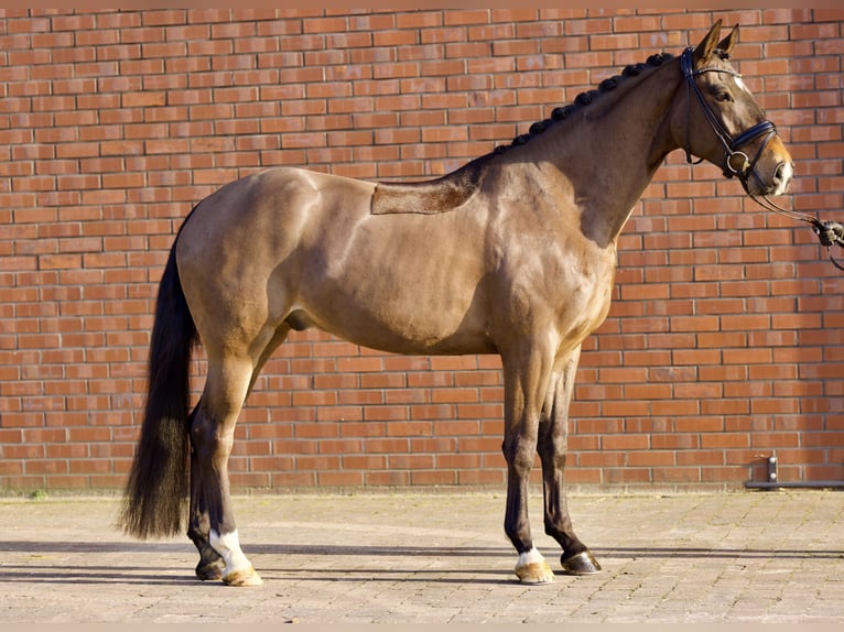 Oldenburg Gelding 4 years 16,1 hh Bay-Dark in Westerstede